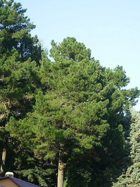 Picea abies e Pinus sp. pl.